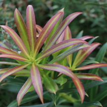 Podocarp Valley image