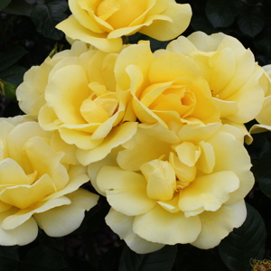 Rosa Serendipity