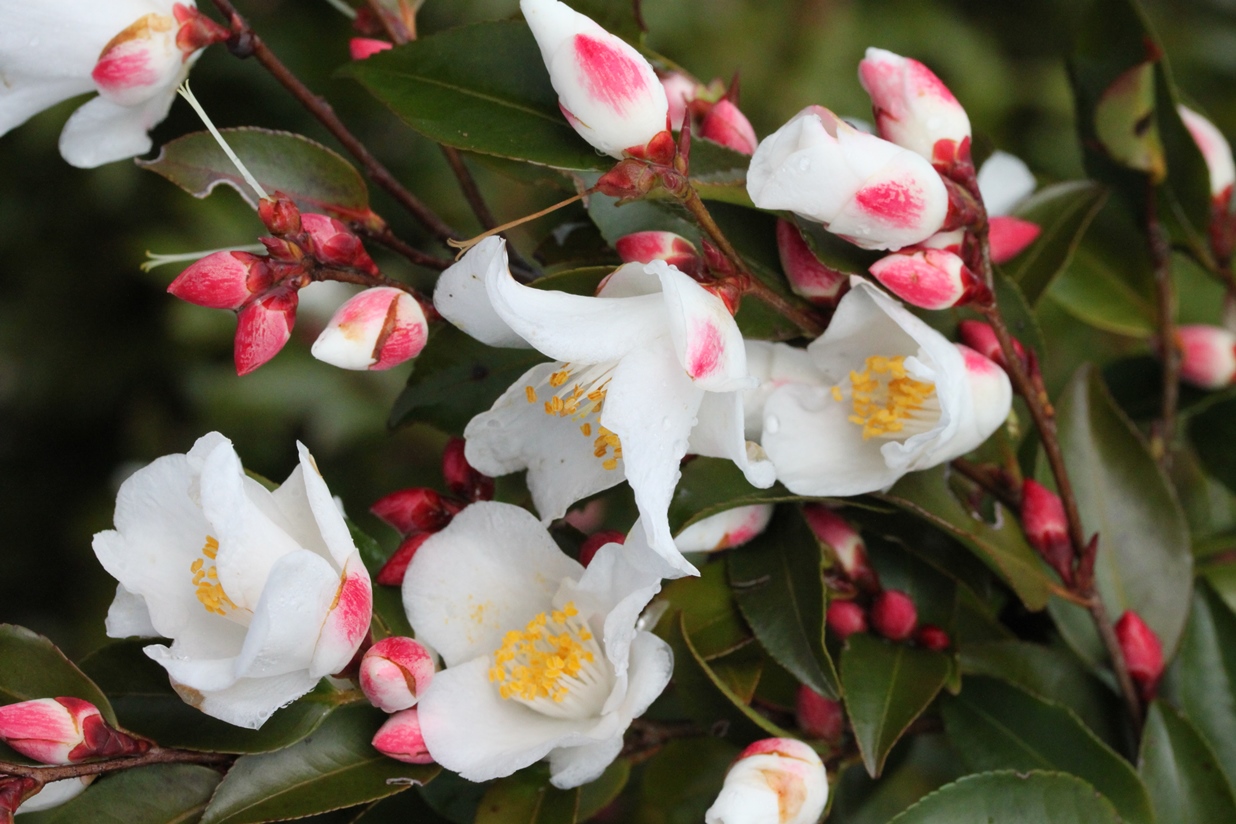 Camellia transnokoensis