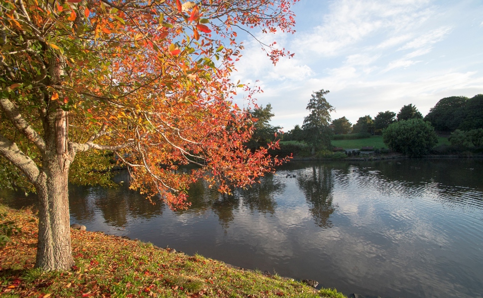 The russet leaves of an autumn tree catch the morning sun above the Auckland Botanic Gardens upper lake which holds the rippled reflection of a blue sky and white clouds.