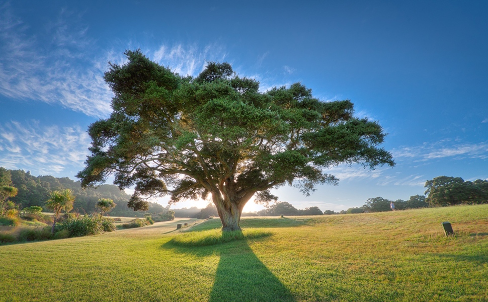 A lone  tōtara (Podocarpus totara) rises from the green grass of the Auckland Botanic Gardens event site backlit by a rising sun and a clear blue sky. The image evokes a feeling of majesty and splendour that illustrates the loveliness of still autumn days at the gardens.