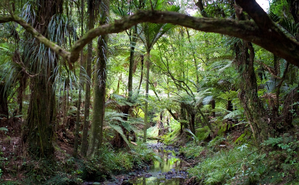 A rich green view of native forest with a cool, slow moving stream running through the middle of the image. In the foreground treeferns covered with the sharp sword like leaves of epiphytes cast a deep shadow on the stream and forest floor. In the middle and top of the image sunlight enters the forest illuminating the canopy in an array of lighter greens. The effect of the whole is an oasis of cool on a hot summer's day.