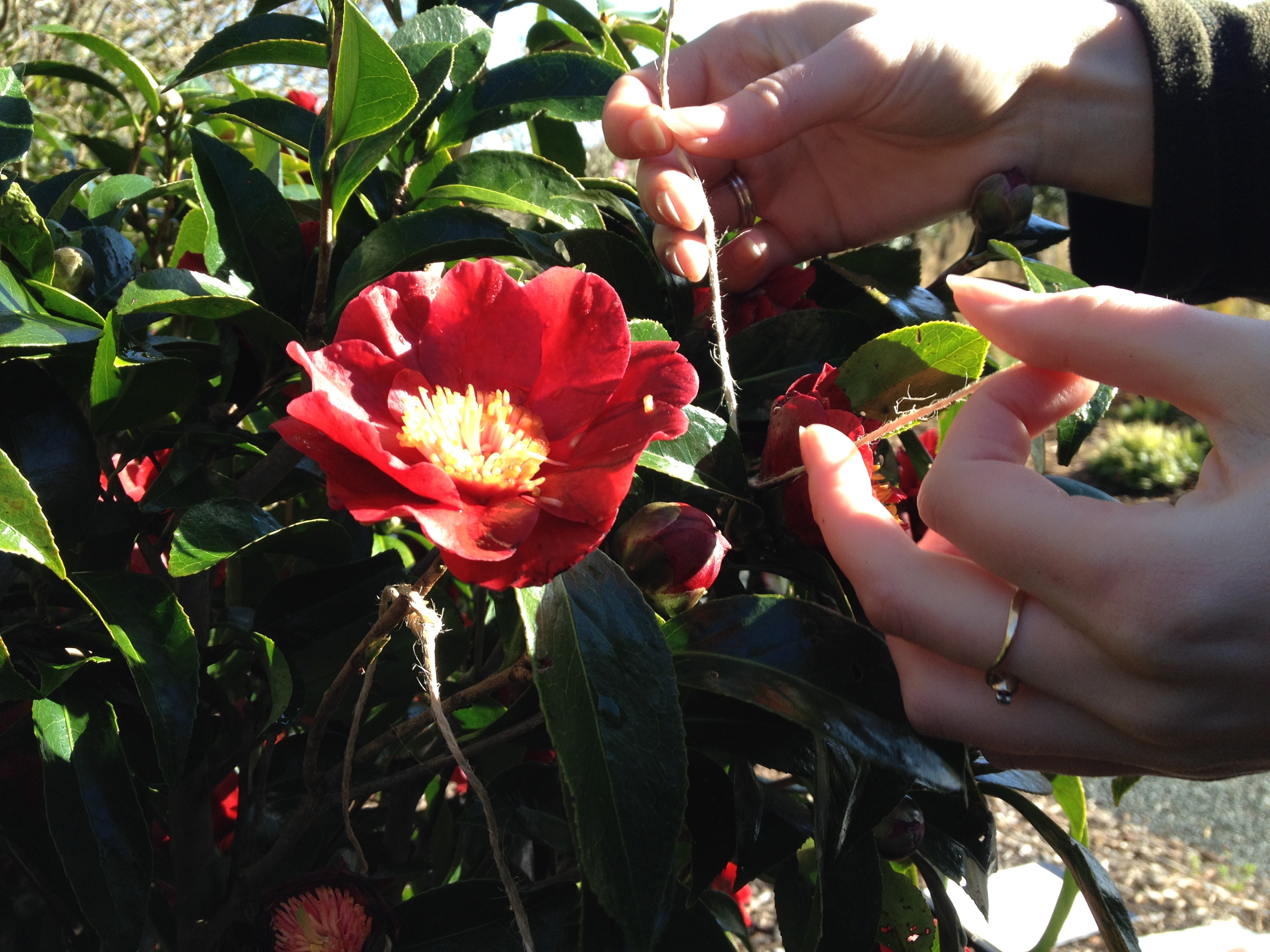 Camellia Japonica Harry Cave