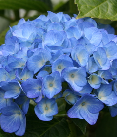 Blue Hydrangea in Spring Blossom Valley