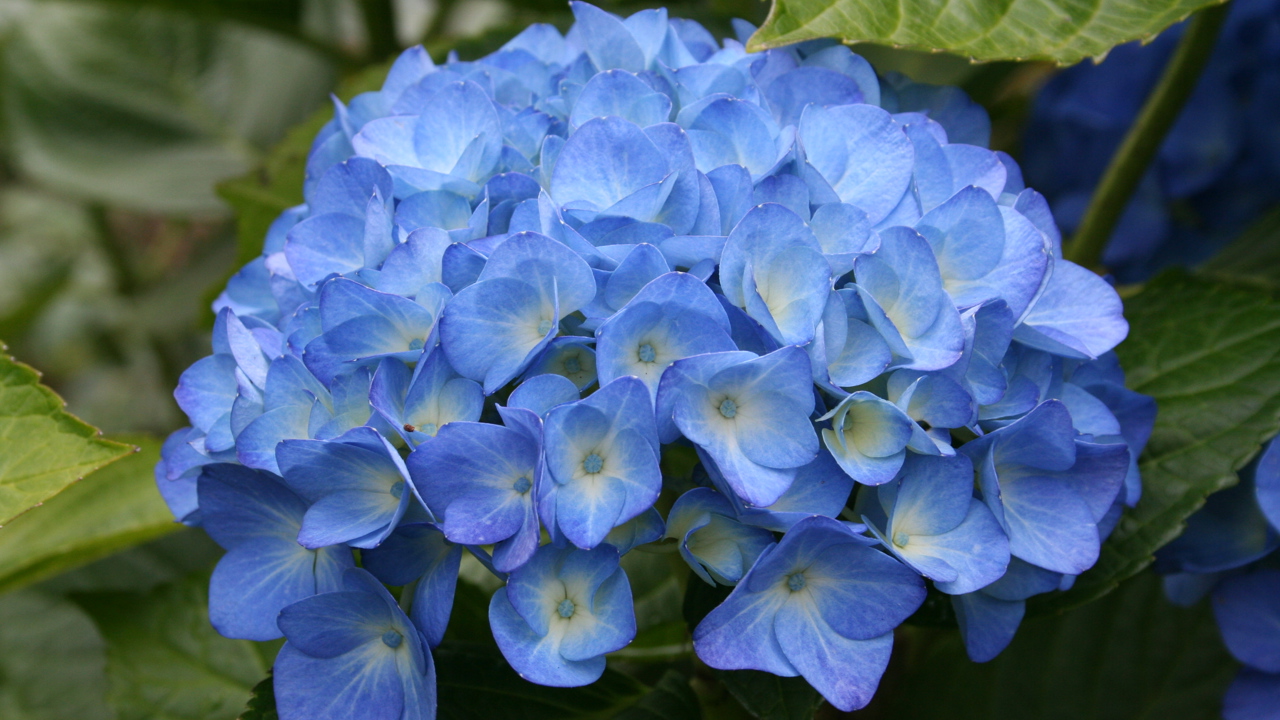 Blue Hydrangea in Spring Blossom Valley