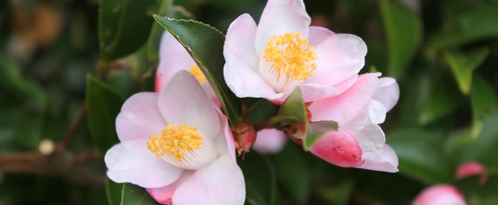 Camellia pitardii hybrid 'Festival of Lights' 