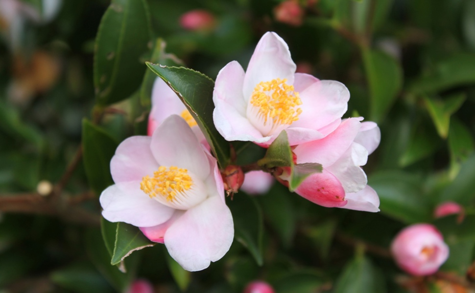 Camellia pitardii hybrid 'Festival of Lights'