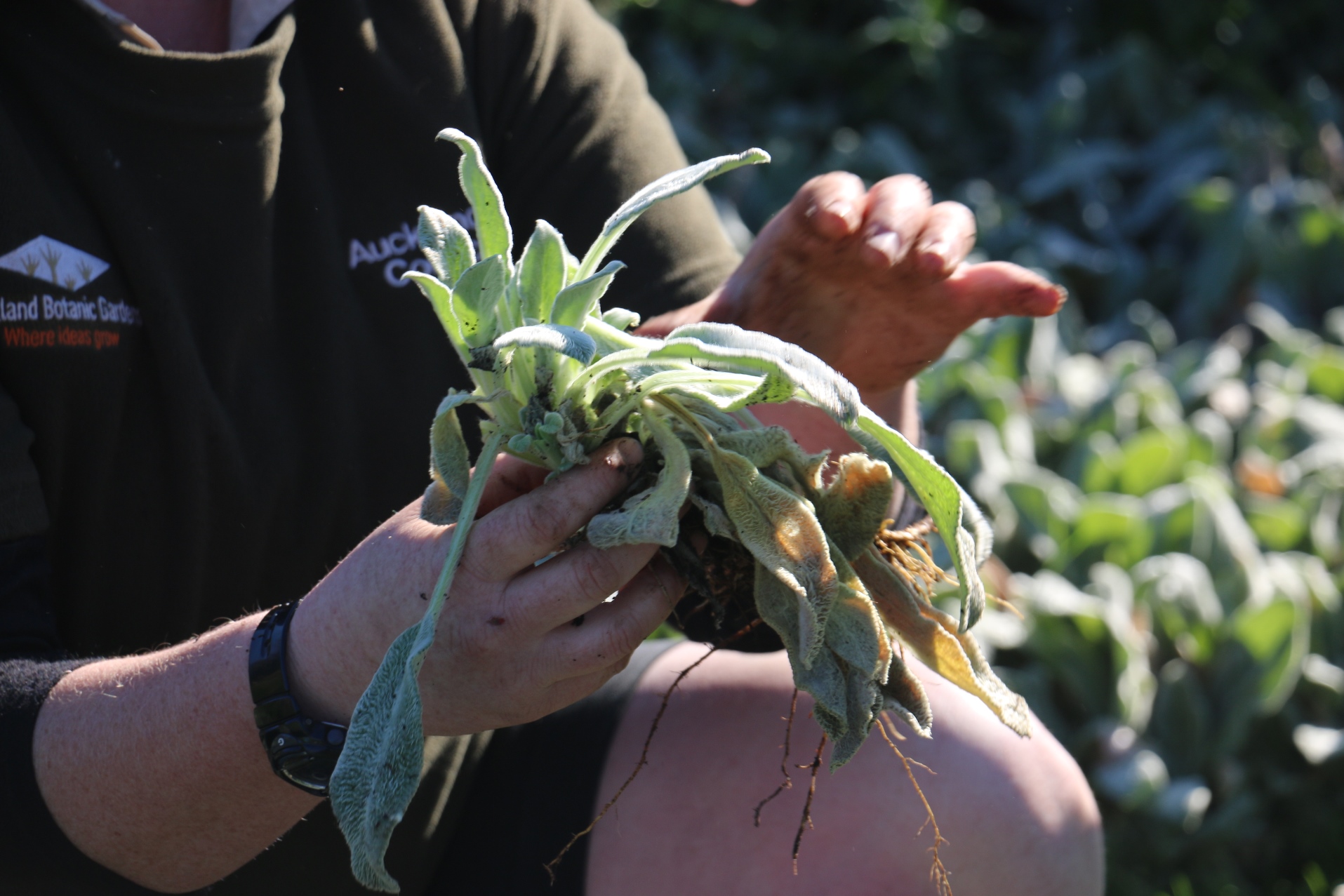 division of perennials workshop web.jpg