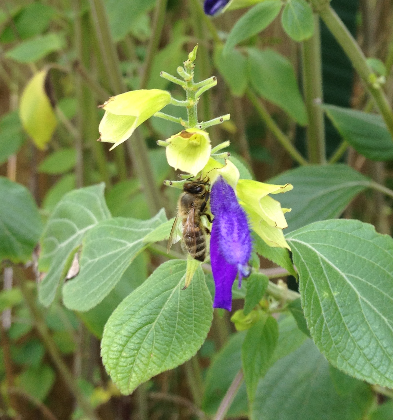 Salvia iodantha