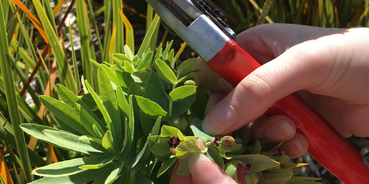 Euphorbia glauca
