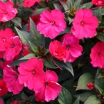 Impatiens 'Spreading Carmine Red'