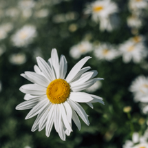 Perennials Garden image