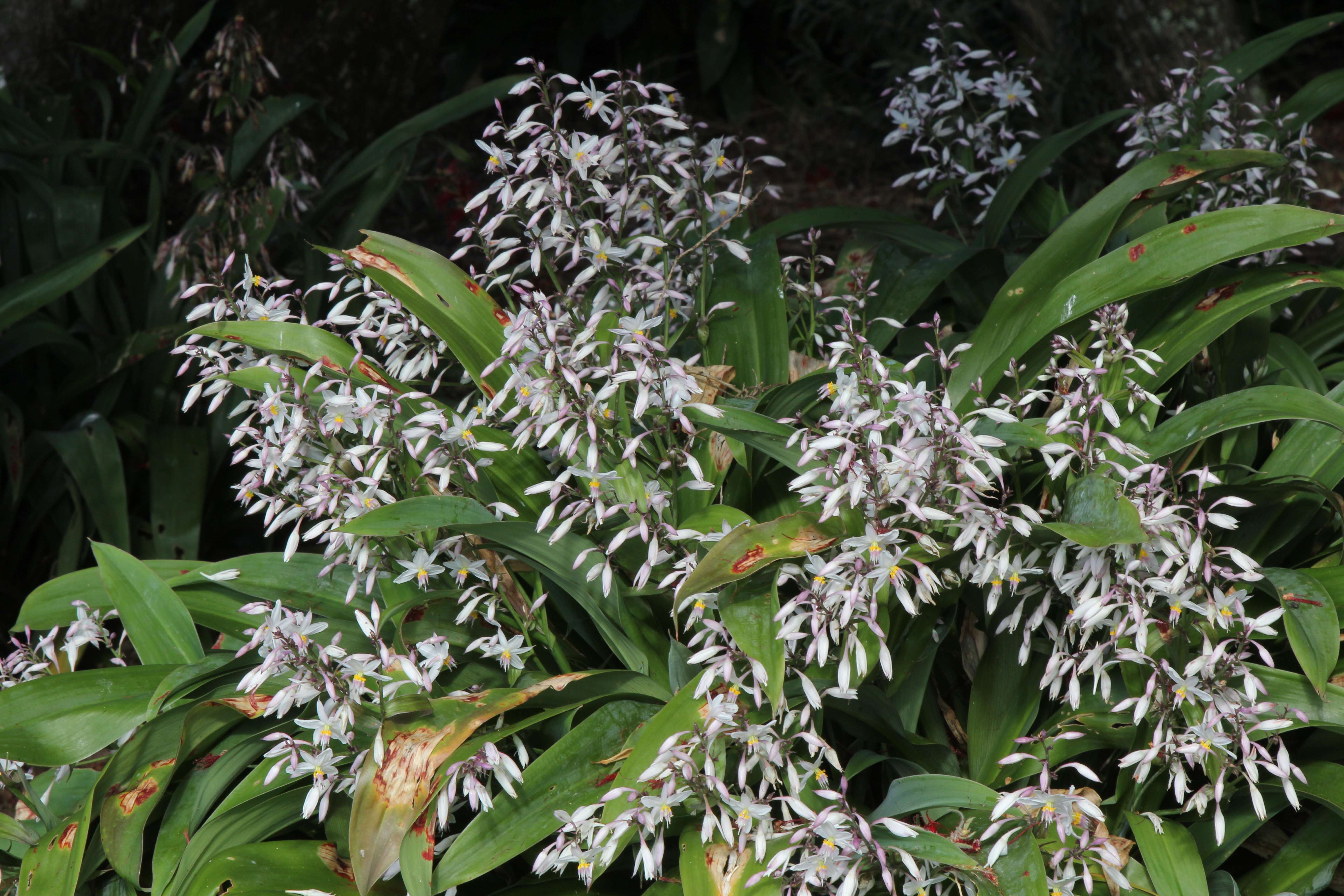 Arthropodium 'Downtown'