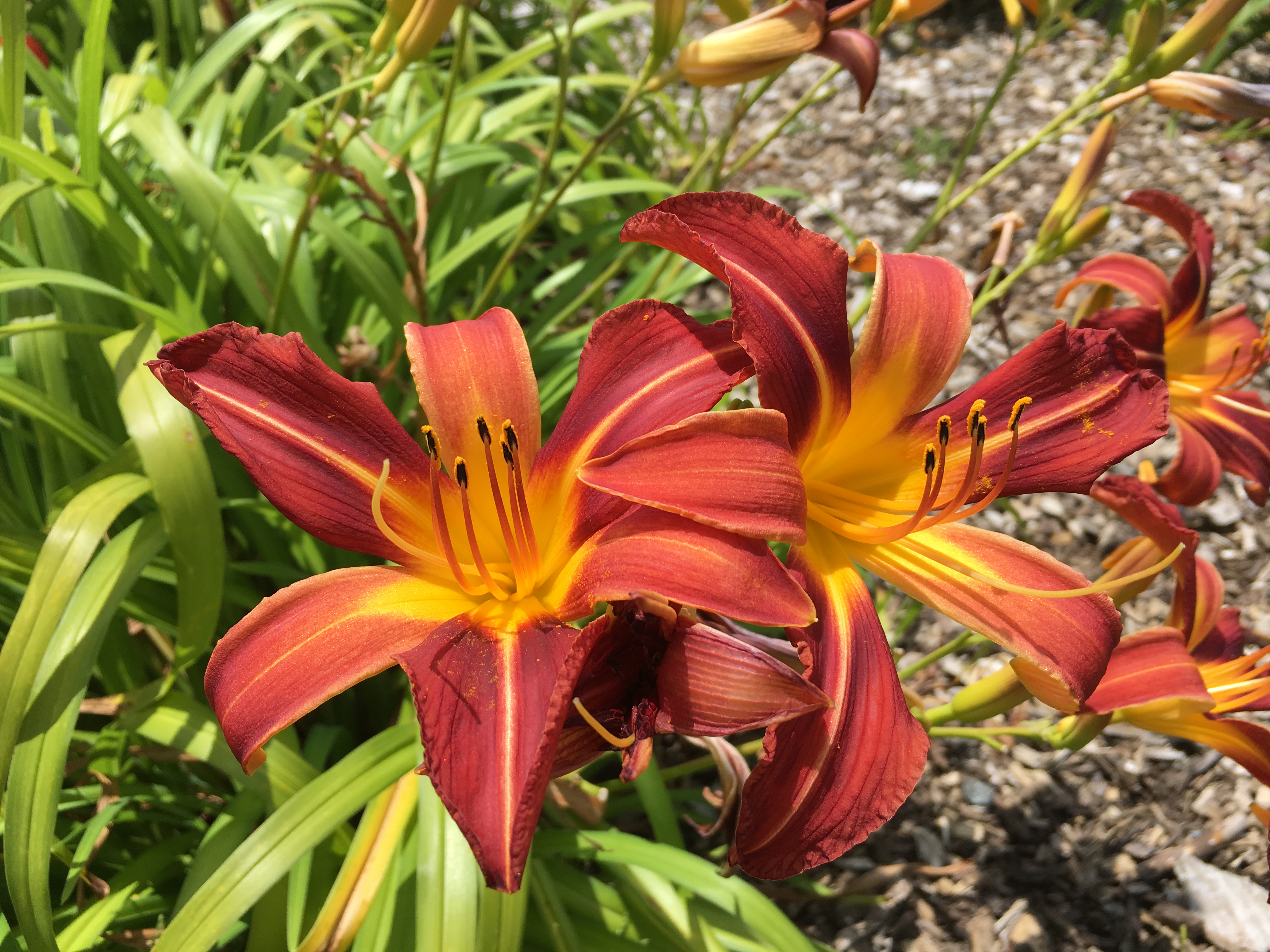 Hemerocallis 'Nashville'