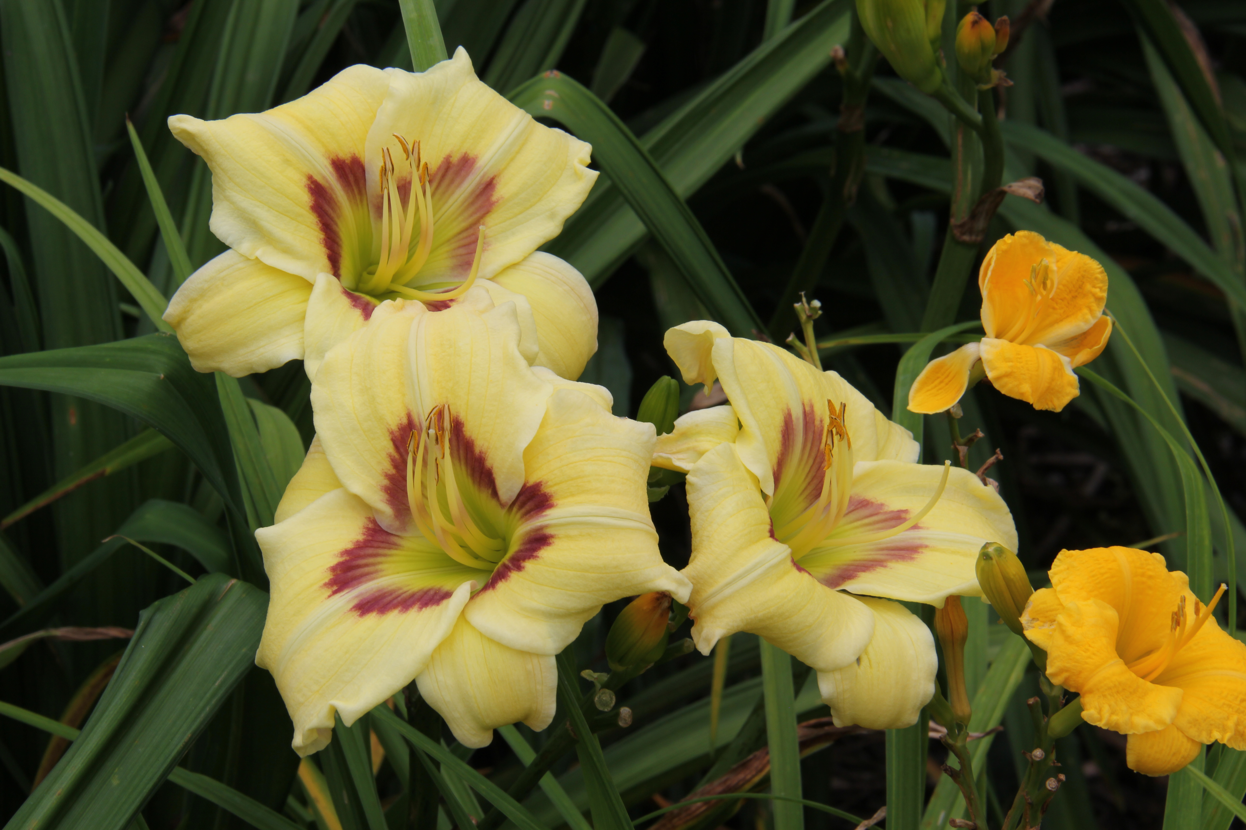 Hemerocallis 'Peek a Boo Eyes'