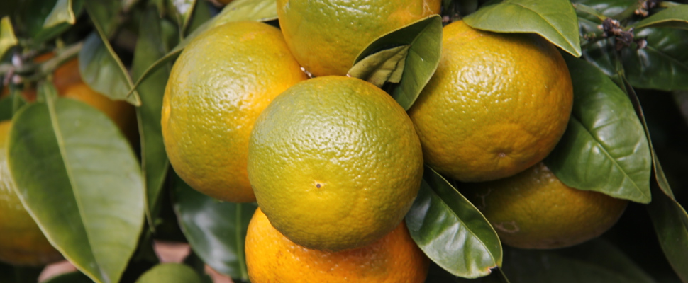 Ripening Seville oranges (Citrus aurantium 'Seville') on tree