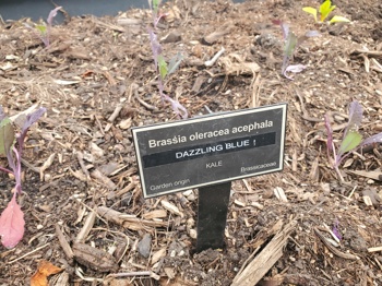 Kale Dazzling Blue