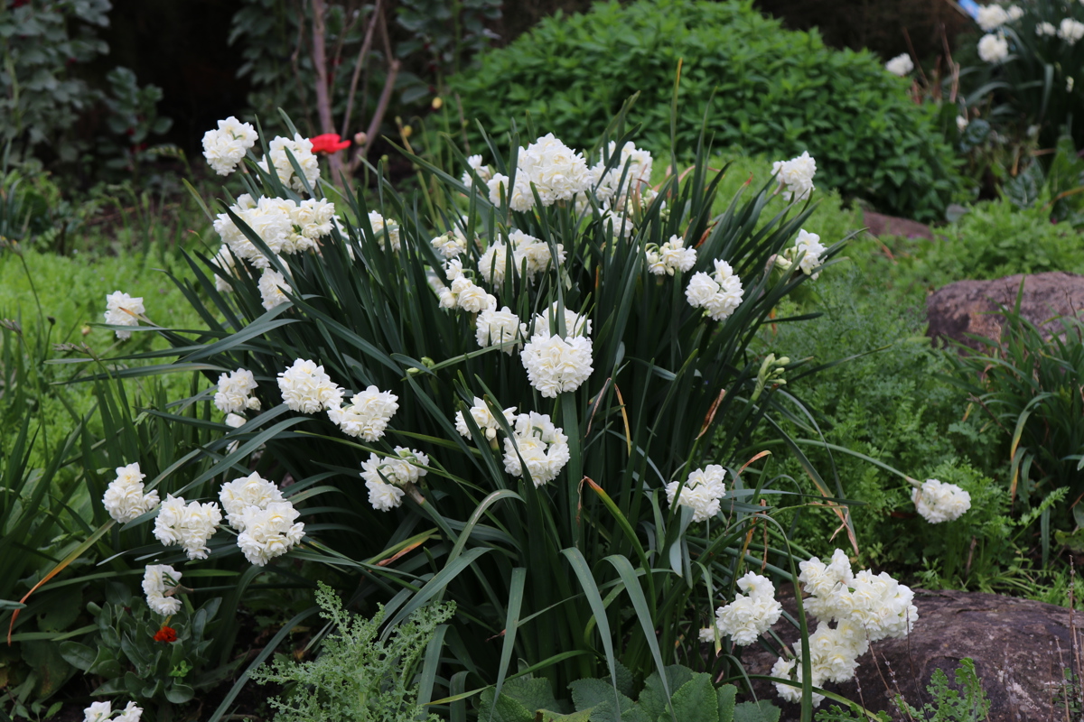 Narcissus Erlicheer 8 8 2018 (1).JPG