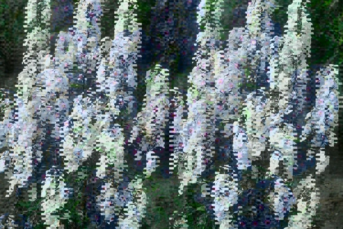 phlox omega.jpg
