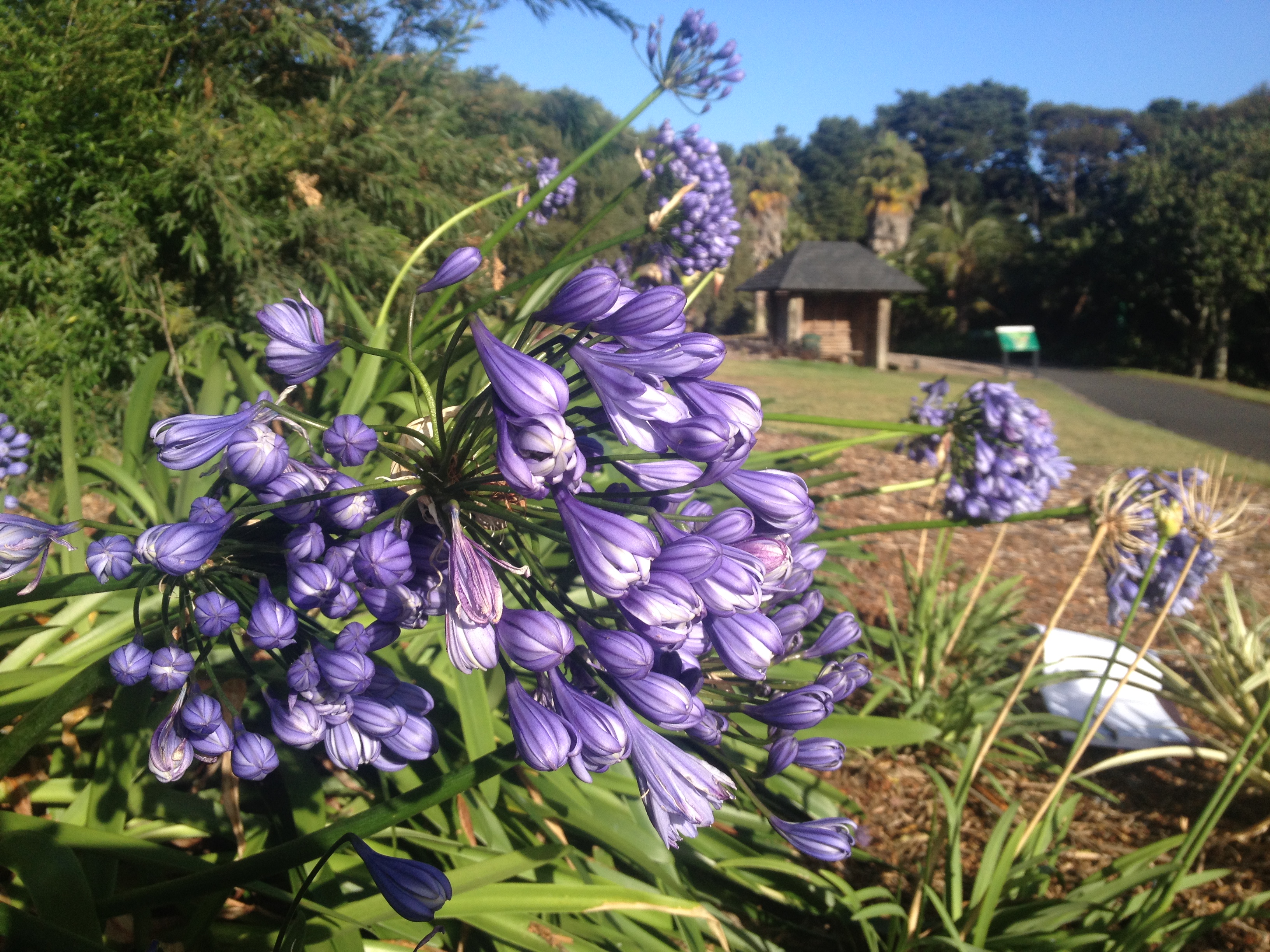 Agapanthus for Auckland image