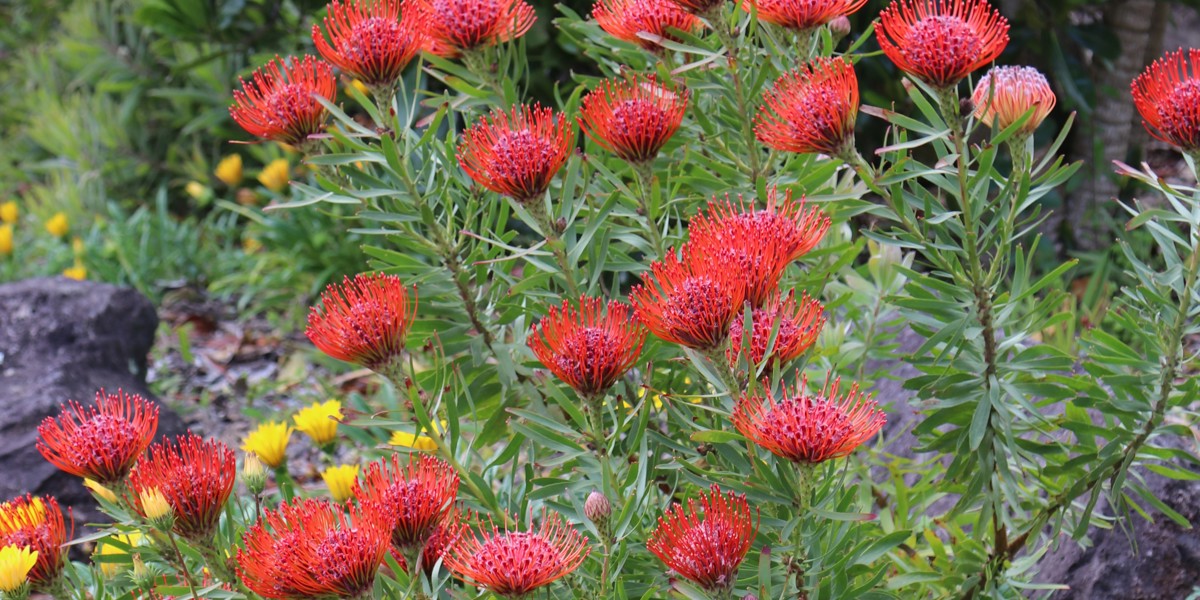 Leucospermum 'Flame Spike'