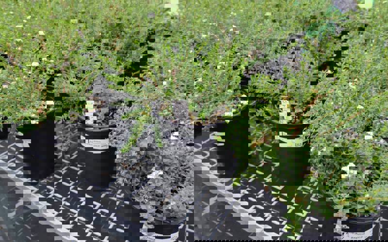 BCGI visit 2.JPG