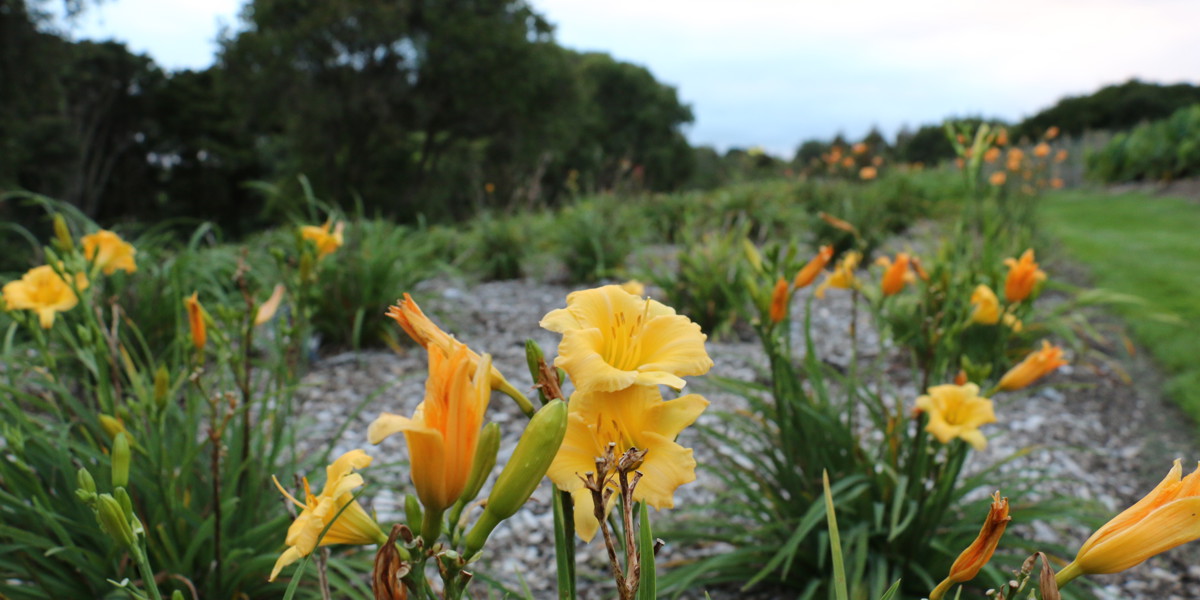 Day lily trial