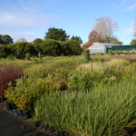 Revegetation plants for parks