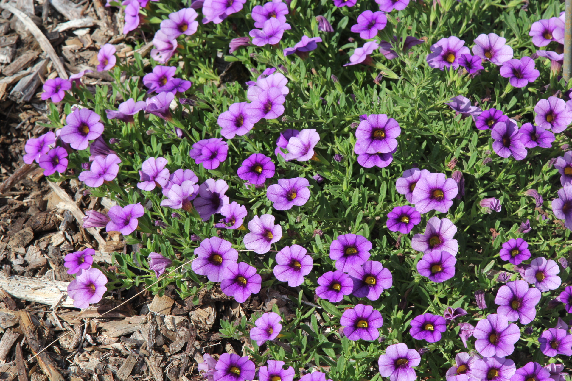 Calibrachoa 'Kabloom Denim'