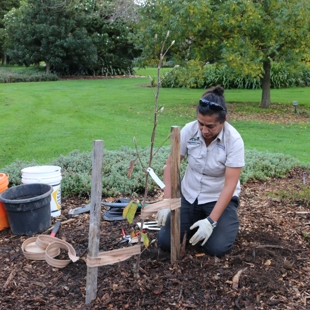 Plant a tree like a pro image