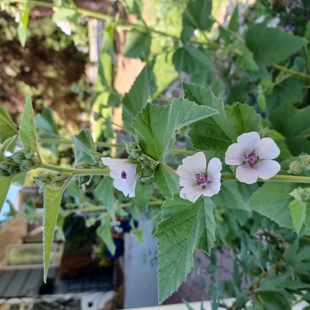 Exploring Medicinal Plants of Summer image