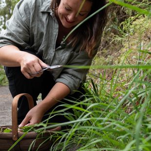 Nature’s Pharmacy: Exploring Medicinal Plants of summer image
