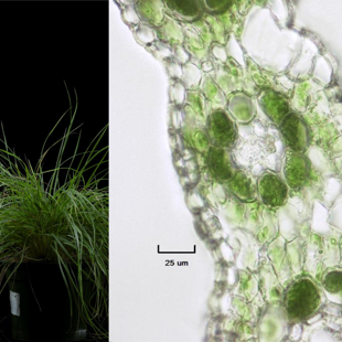 Extreme drought resistance of grass from chloroplast and mitochondrial biology image