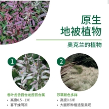 原生 地被植物 Native groundcover image