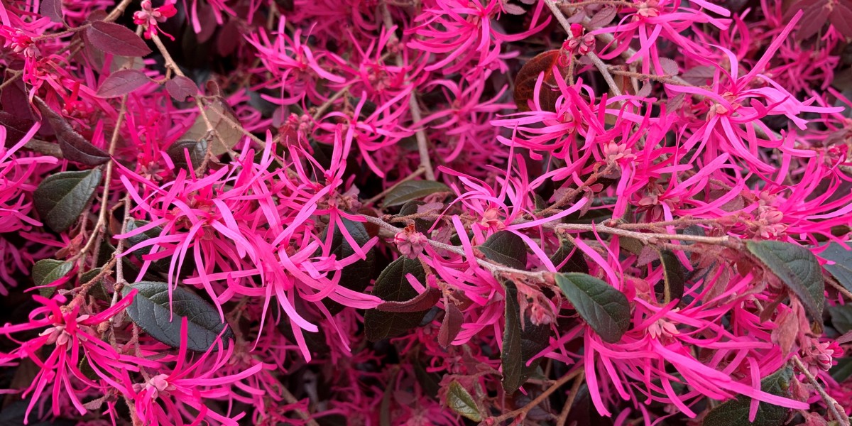 Loropetalum 'China Pink'