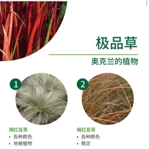 极品草 Grasses image