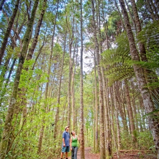 Forest Bathing image