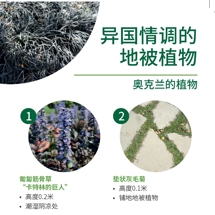 异国情调的 地被植物 Exotic groundcover image