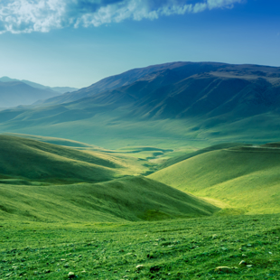 Tangled Roots: How Grasses Shaped Our World image