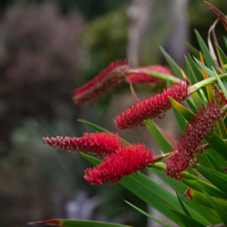 Native Plant Ideasimage