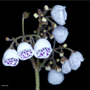 Natural history of New Zealand flowers image