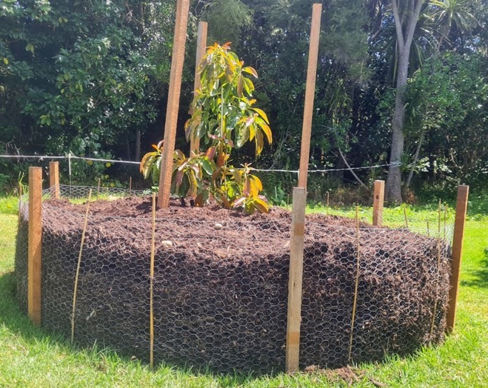 Avocado Story Image 1
