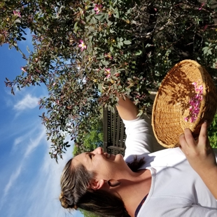 Nature’s Pharmacy – Exploring Medicinal Plants of Spring image