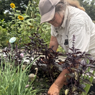 Meet the Gardener Edible Edition: 4th February image