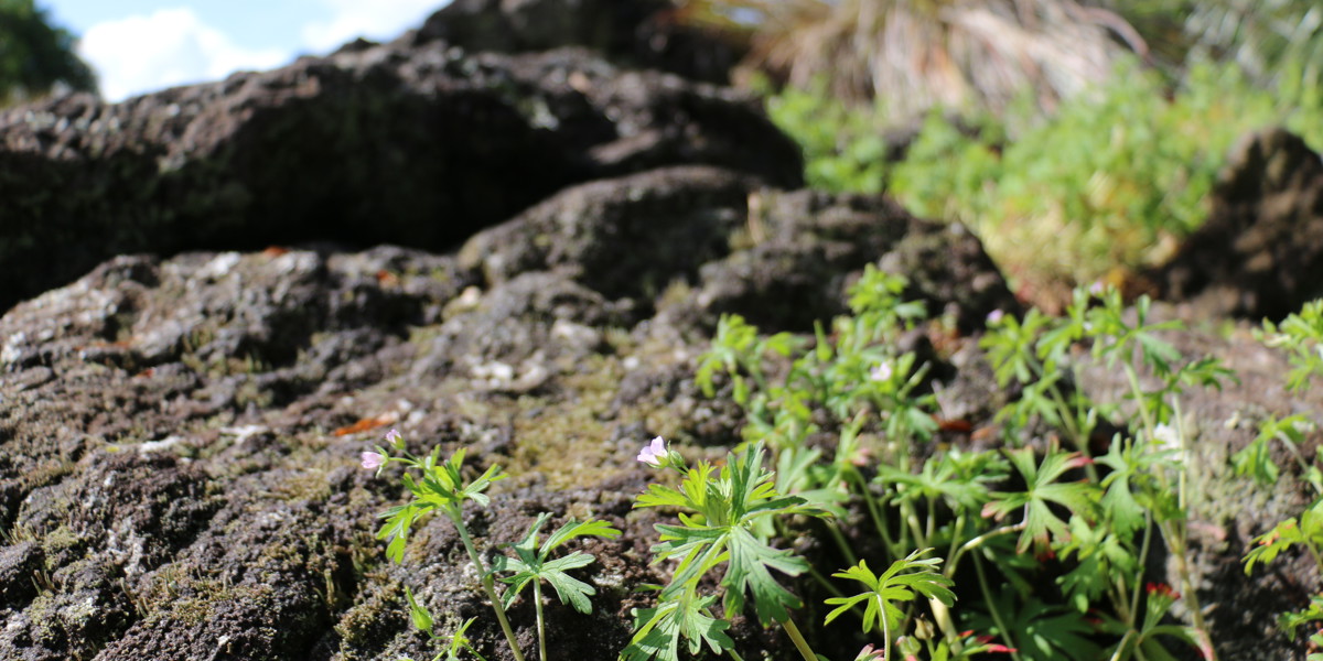 Lava field with native Geranium retrorsum