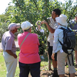 Beginners guide to fruit tree pruning image