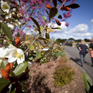 Spring guided walk: free seasonal walk of the Gardens image