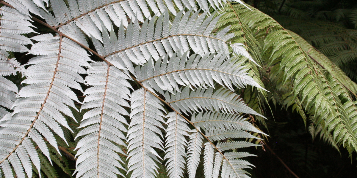 Silver fern (Cyathea dealbata)
