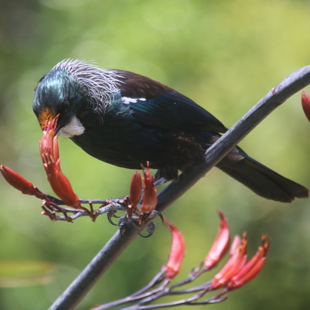 Drop and Learn: Matariki walk in the Pā Harakeke Collection image